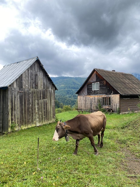 Foto eine braune kuh weidete auf den hügeln des landes in der nähe der scheunenherbstberge der ukraine