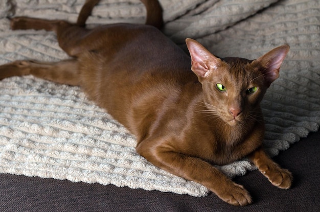 Foto eine braune orientalische katze sitzt anmutig auf dem sofa