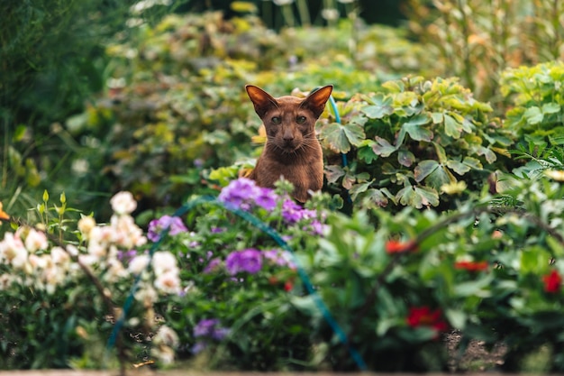 Eine braune orientalische Katze sitzt in der Nähe eines Blumenbeets mit viel Grün