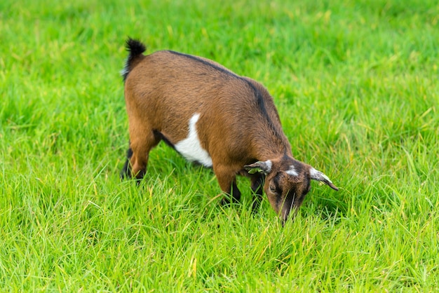 Eine braune Ziege, die grünes Gras am Bauernhof isst