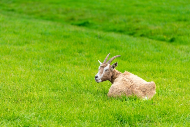 Eine braune Ziege frisst grünes Gras auf der Farm