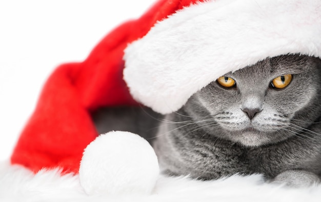 Eine britische Katze mit Weihnachtsmütze auf weißem Hintergrund