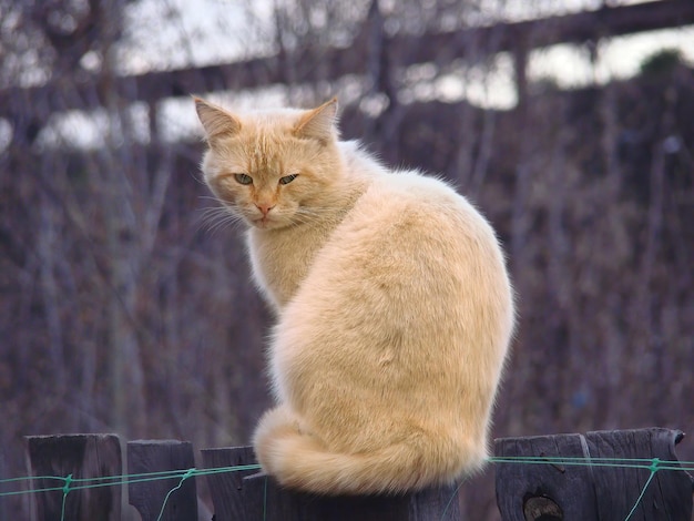 Eine brütende wilde und mysteriöse Bauernhofkatze sitzt bei kaltem Wetter auf einem Zaun