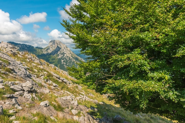 Eine Buche mit Mugarra Berg bis zum Ende