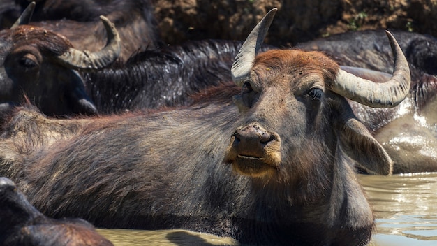 Eine Büffelherde schwimmt im Fluss