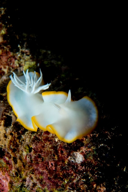 Eine bunte Nacktschnecke in Cebu, Philippinen