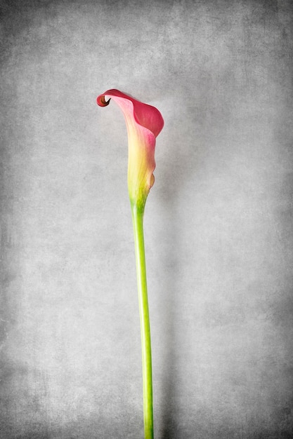 Eine Calla-Blume auf einem strukturierten Hintergrund Eine zarte Calla-Blume auf der Seite