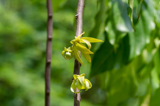 Eine Cananga-Odorata-Blume, die als Cananga bekannt ist