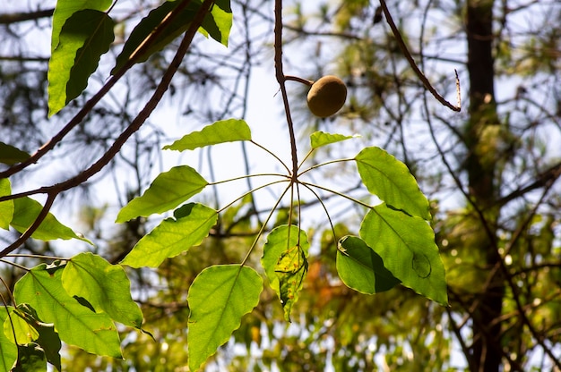 Eine Candlenut-Frucht Aleurites moluccana und grüne Blätter mit flachem Fokus