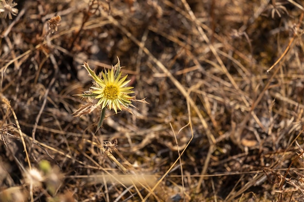 Eine Carlina-Biebersteinii-Pflanze auf dem Feld in der Natur Carlina vulgaris oder Carline-Distle-Familie Asteraceae Compositae Carlina corymbosa