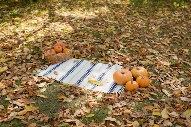 Eine Decke und ein Korb mit Kürbissen im Herbst im Park auf gefallenen gelben Blättern