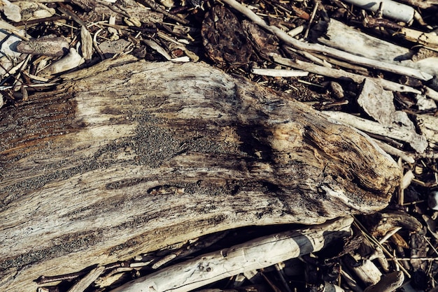 eine dekorative Holzstruktur mit Fasern Teile des Stammes eines Baumzweigs auf dem Sandhintergrund