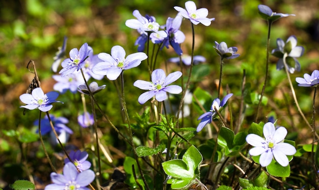 Eine der ersten blauen Blüten, die nach dem Winter erscheinen