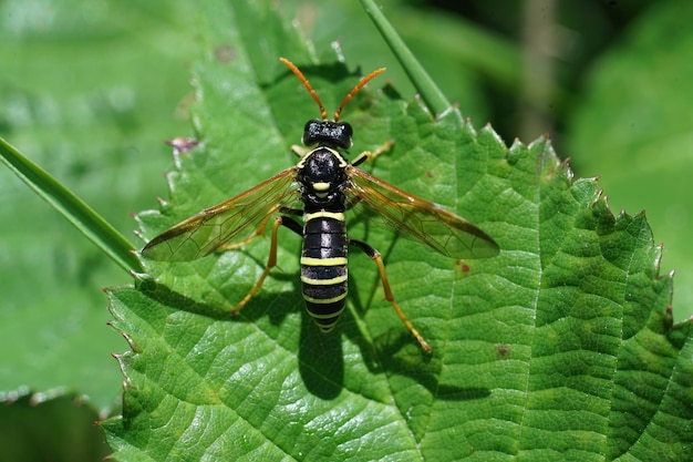 Eine der vielen harmlosen Blattwespen, Tenthredo scrophulariae, Mimi