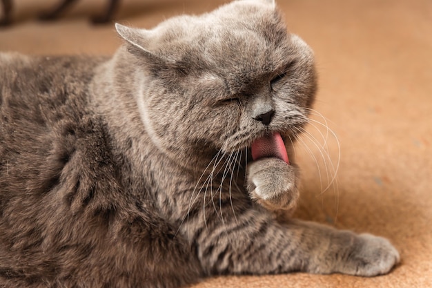 Eine dicke graue britische Katze liegt auf dem Boden und leckt sich die Pfote.