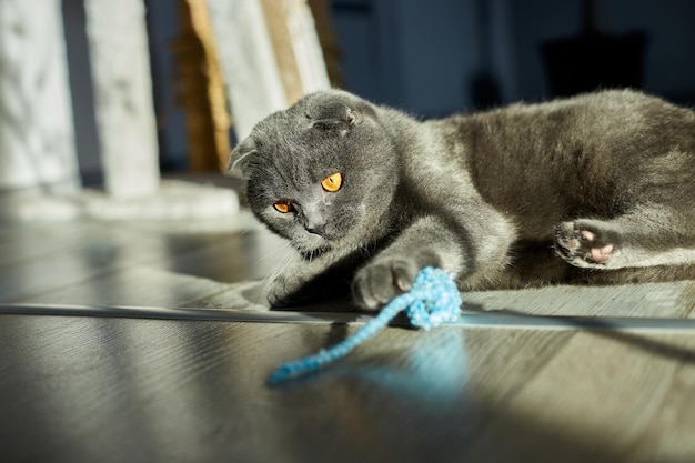 Eine dicke graue schottische Tabbykatze liegt auf dem Boden