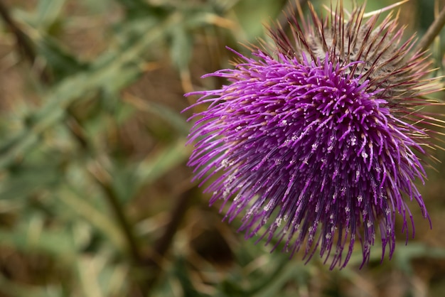 Eine dornige lila Blume