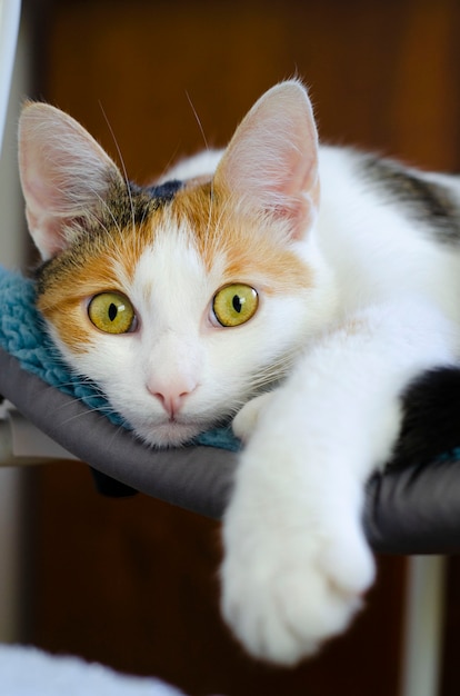 Eine dreifarbige Hauskatze liegt auf einem Stuhl. Den Besitzer beobachten. Lieblingstier. Vertikales Foto.