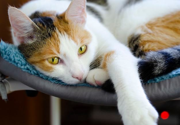 Eine dreifarbige Hauskatze liegt auf einem Stuhl. Den Besitzer beobachten. Lieblingstier.