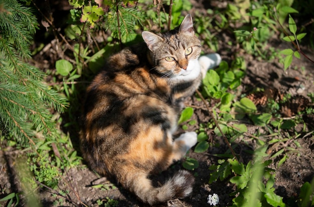 Eine dreifarbige Straßenkatze liegt im Gras und blickt mit gelben Augen in die Kamera