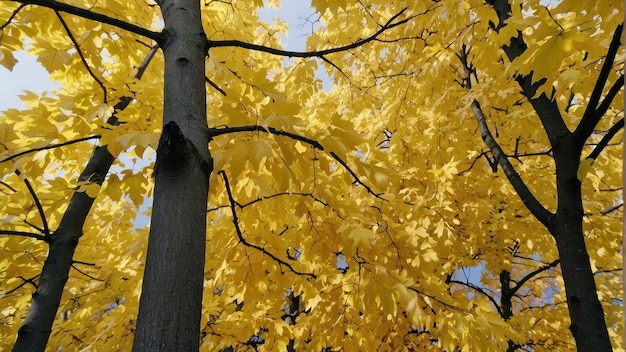 Eine düstere Herbstszene mit goldenem Baumdach