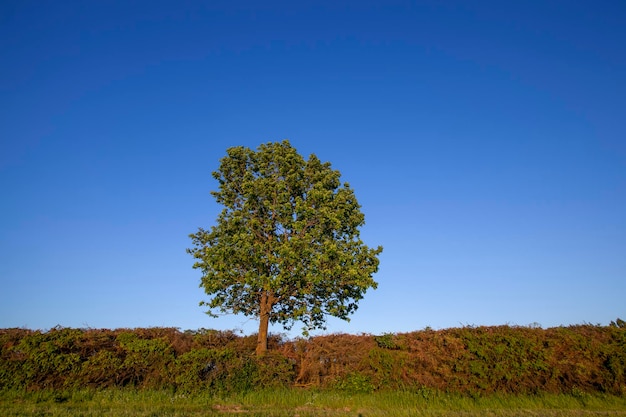 Eine Eiche, die in einem Feld wächst