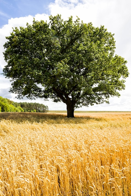 Eine Eiche wächst auf einem Feld mit landwirtschaftlichen Pflanzen, einem Feld für den Anbau von Nahrungsmitteln