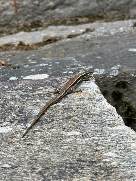 eine Eidechse auf einem Felsen