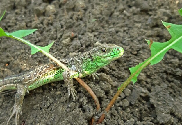 Eine Eidechse im Garten freundlich zu Natur und Pflanzen