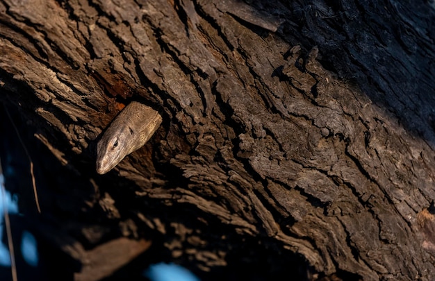 Eine Eidechse in einem Baum späht aus einem Loch heraus.