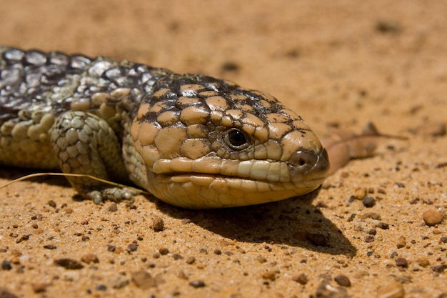 Eine Eidechse kriecht am staubigen Boden im Margaret River in Westaustralien Australien