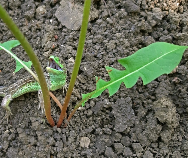 Eine Eidechse mit offenem Mund im Garten