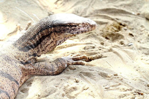 Eine Eidechse sitzt auf einer Sandfläche.