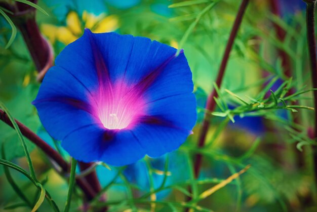 Eine einfache und schöne Blumenglocke in blauer Farbe, Nahaufnahme vor einem verschwommenen Hintergrund