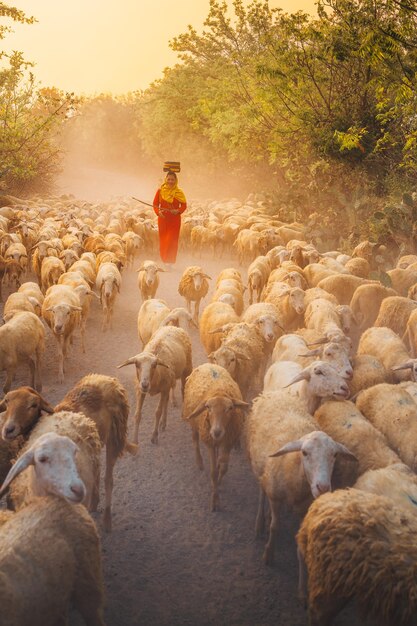 Eine einheimische Frau und eine große Schafherde kehren bei Sonnenuntergang nach einem Tag der Fütterung in den Bergen der Provinz Ninh Thuan in Vietnam in die Scheune zurück