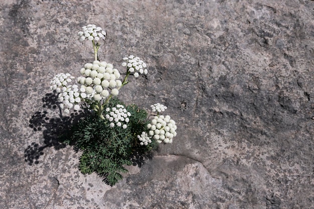 Eine einsame Bergblume mit weißen Knospen, die auf einer steilen Wand aus grauem Stein von einem Spalthintergrund wachsen