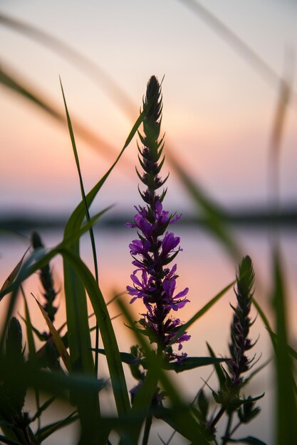 Eine einsame Blume am Ufer vor dem Hintergrund eines abendlichen Sonnenuntergangs.