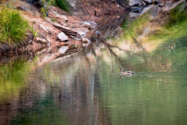 Eine einsame Ente, die in den ruhigen Gewässern des Merced River im Yellowstone NP schwimmt