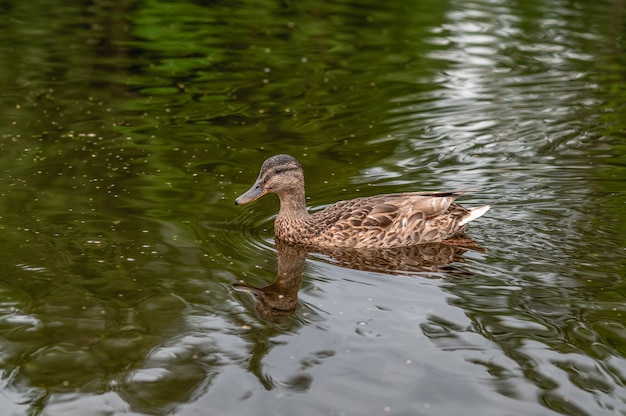 Eine einsame Ente schwimmt in einem Teich Natürliches Licht