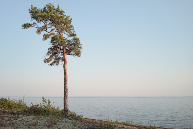 Eine einsame Kiefer in der nördlichen Region. Nordische Landschaft