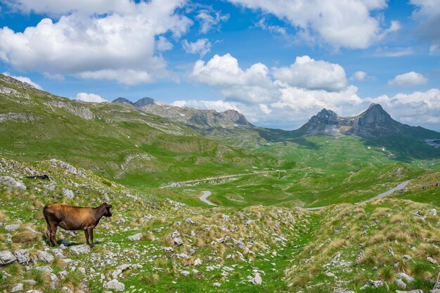 Eine einsame Kuh genießt die malerische Berglandschaft