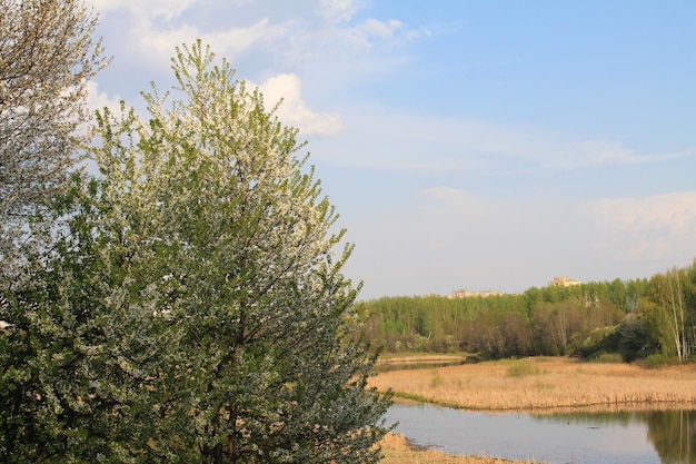 Eine einsame Pflaume bewundert die Schönheit des Frühlingswaldes, der sich im Wasser des Flusses widerspiegelt