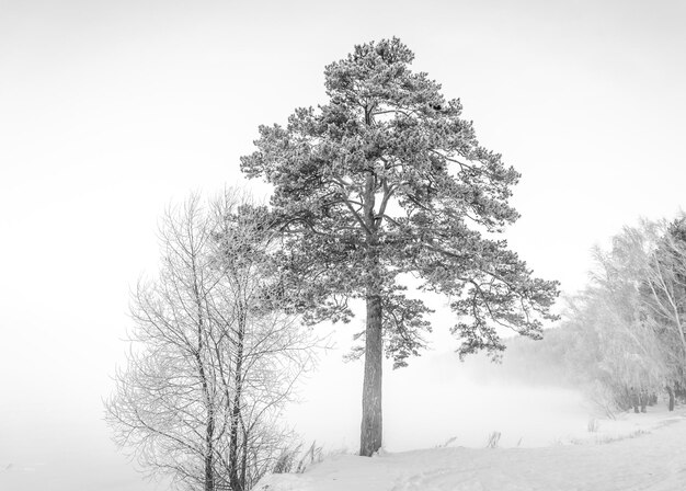 Eine einsame schneebedeckte Kiefer im Schnee im Winter.