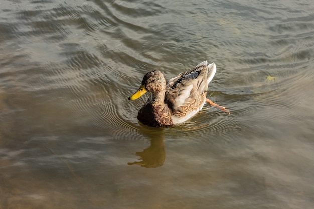 Eine einsame Wildente, die auf einem Teich in einer natürlichen Umgebung schwimmt