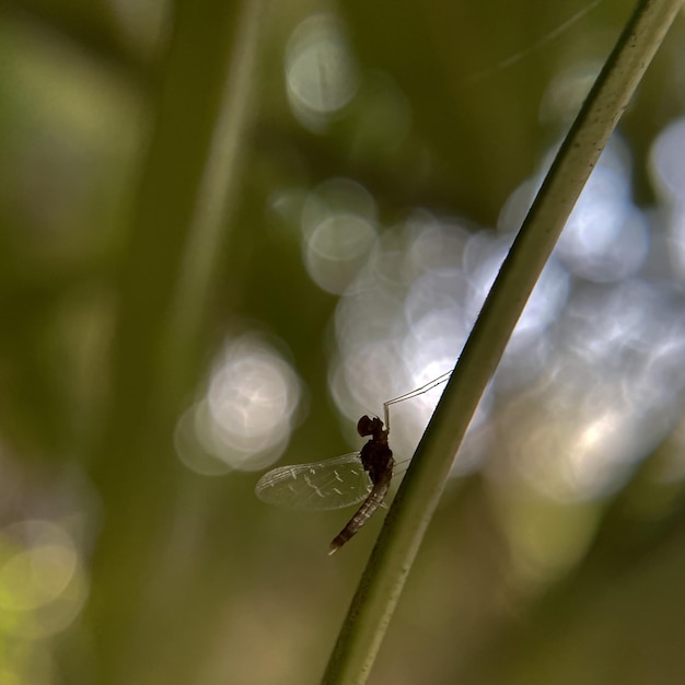 Eine Eintagsfliege sitzt auf einem Blatt mit verschwommenem Hintergrund