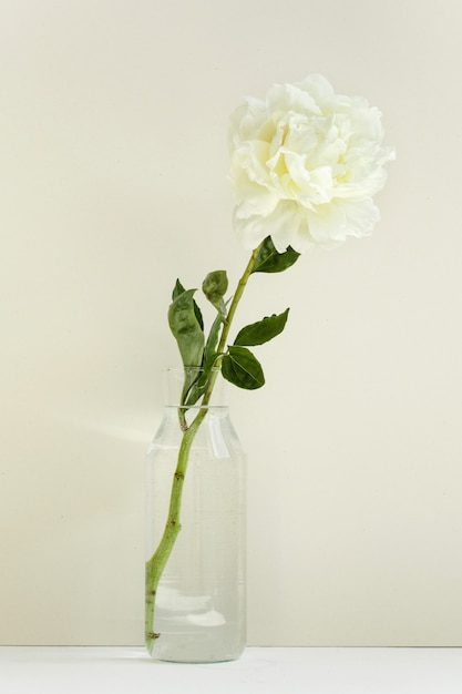 Eine einzelne Blume der weißen Pfingstrose in einer transparenten Vase auf Pastellwand, Licht und Frühling, zartes Geschenk von Valentin