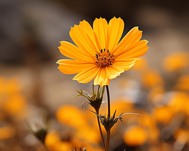 eine einzelne gelbe Blume in der Mitte eines Feldes