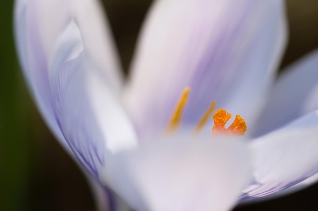 Eine einzelne Krokusblume, zart in weichem, warmem Licht dargestellt. Frühlingsblumen.