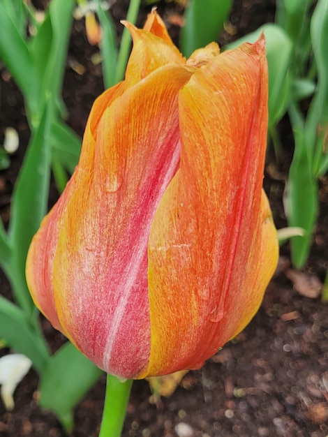 eine einzelne orange-gelbe Tulpe