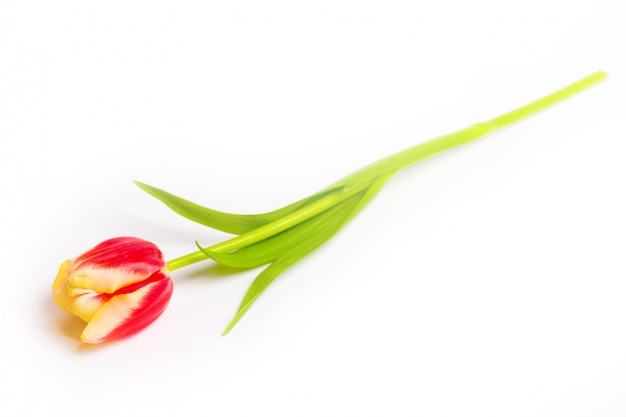 Eine einzelne rote Tulpe, die auf einem weißen Hintergrund stillsteht.